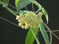 hoya hypolasia 01