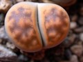 lithops karasmontana lericheana 01