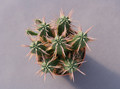 euphorbia ferox 0398