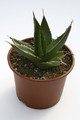agave ghiesbreghtii 7837