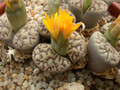 lithops bromfieldii mennellii 04