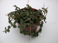 hoya curtisii 3988