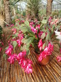 schlumbergera salza dancer 4693