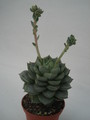 echeveria turgida 8339