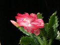 schlumbergera pasadena 03