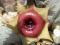 huernia insigniflora 04