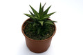 haworthia skinneri 1484