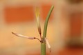 ceropegia dichotoma 8316