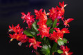 schlumbergera red flame 004