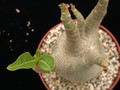 adenium arabicum 03