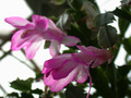 schlumbergera thor nille 05