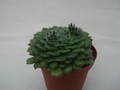 echeveria ciliata 8287