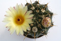 notocactus submammulosus r344 9676