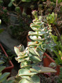 crassula perforata