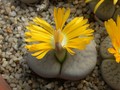 lithops pseudotruncatella elisabethae 01