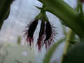 carralluma subulta rh291 01