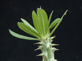 pachypodium horombense 04