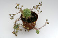 graptopetalum macdougallii 9236