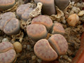 lithops dinteri 03