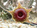 huernia zebrina05