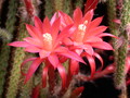 aporocactus mallisonii 978056