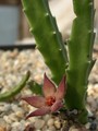 stapelia acuminata8