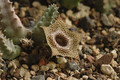 huernia guttata 06