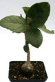 ficus glomosa 0374