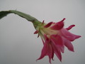 schlumbergera star burst 7689