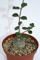 fockea crispa 4044
