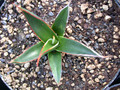 agave pelona cerro aquituni 01
