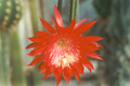 aporocactus peggys cartwheel 2