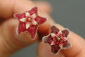 hoya pubicalyx silver pink 07