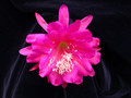 eh rose of lancaster 8790 02