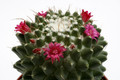 mammillaria hidalgensis dornenlos 0339