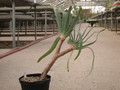 aloe plicatilis 15