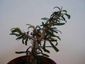 euphorbia neobosseri 76