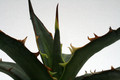 agave lophantha 0104
