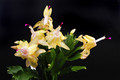 schlumbergera limelight dancer 001