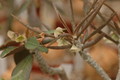 euphorbia suzanae marnierae 1119