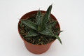 agave ferdinandis regis 8813