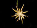 eh jalisco starlight 01