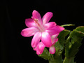 schlumbergera rosabell 06