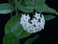 hoya carnosa vietnam 6260 1
