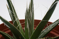 agave schottii mazatzal mts 8812