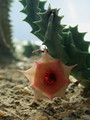 huernia insigniflora es2315 06