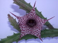 huernia boleana es2310 04
