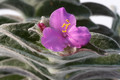 tradescantia sillamonthana 0864