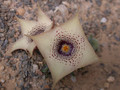 huernia quinta 02