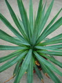 furcraea bedinghausii